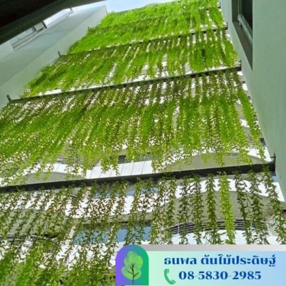 ตกแต่งอาคาร - รับจัดสวนต้นไม้ปลอม - บริษัท เอนเกรท อินเตอร์เนชั่นแนล จำกัด