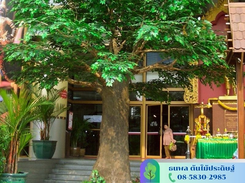 ผลิตต้นไม้ปลอมขนาดใหญ่ ผลิตต้นไม้ปลอมขนาดใหญ่
